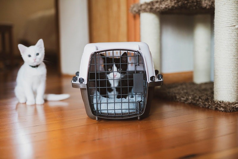 Cage Training a Cat