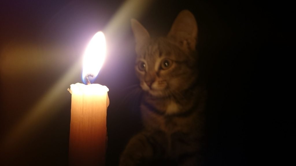 Can Cats See Fire