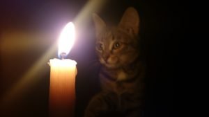 Can Cats See Fire