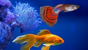 Can Guppy fish live with Goldfish