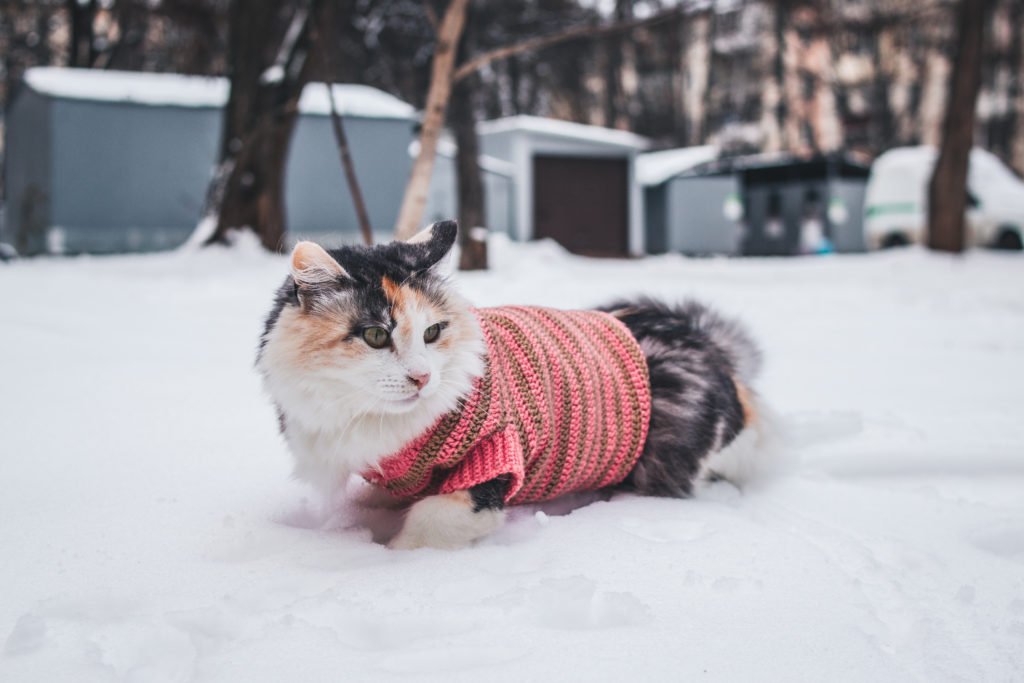 Cute cat in a sweater lying on the snow in the playground