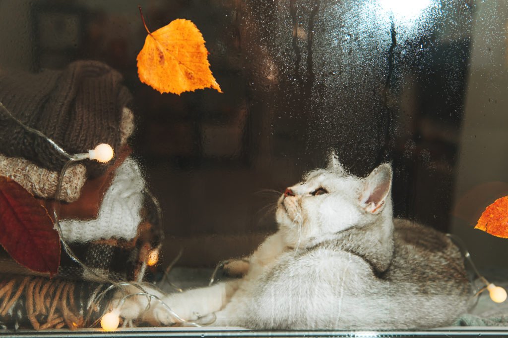Can Weather Affect Cats Behavior rainy day