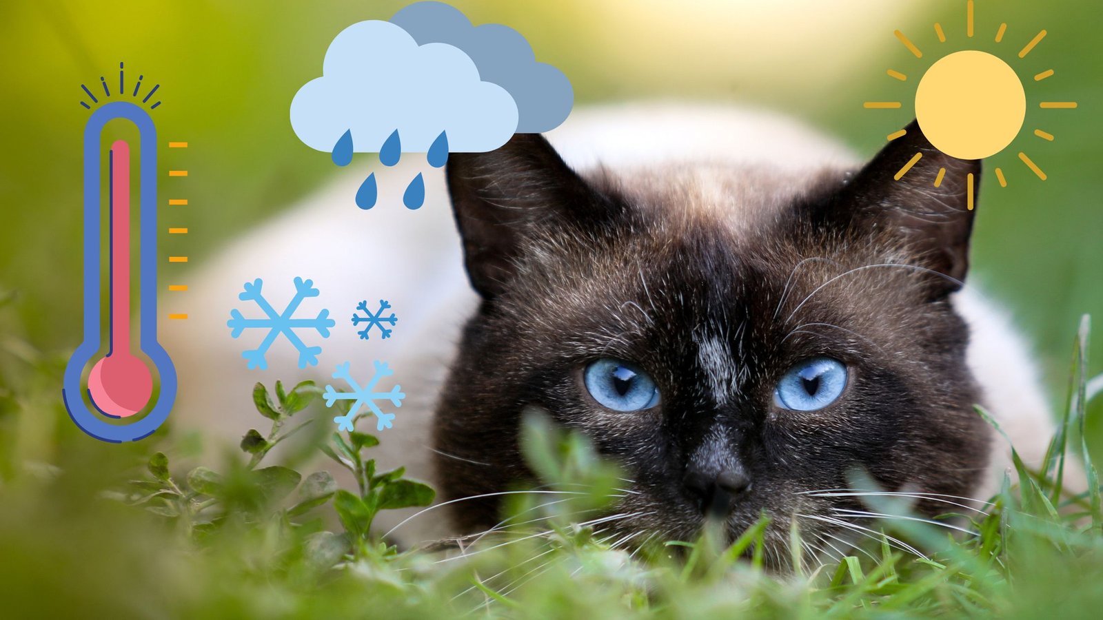 Can Weather Affect Cats Behavior