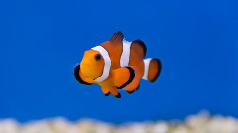 Clown Fish as Pets: Dive into a Vibrant Underwater Adventure