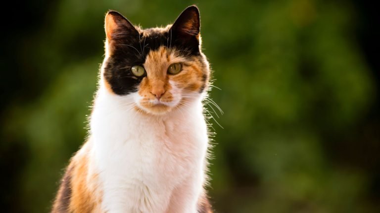 Do Calico Cats Shed? A Colorful Coat Conundrum