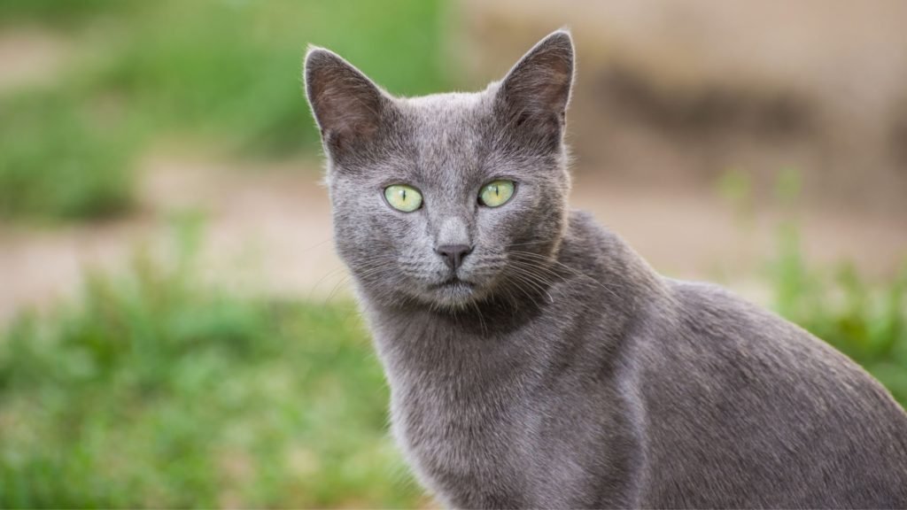 Healthiest Cat Breeds Russian Blue cat