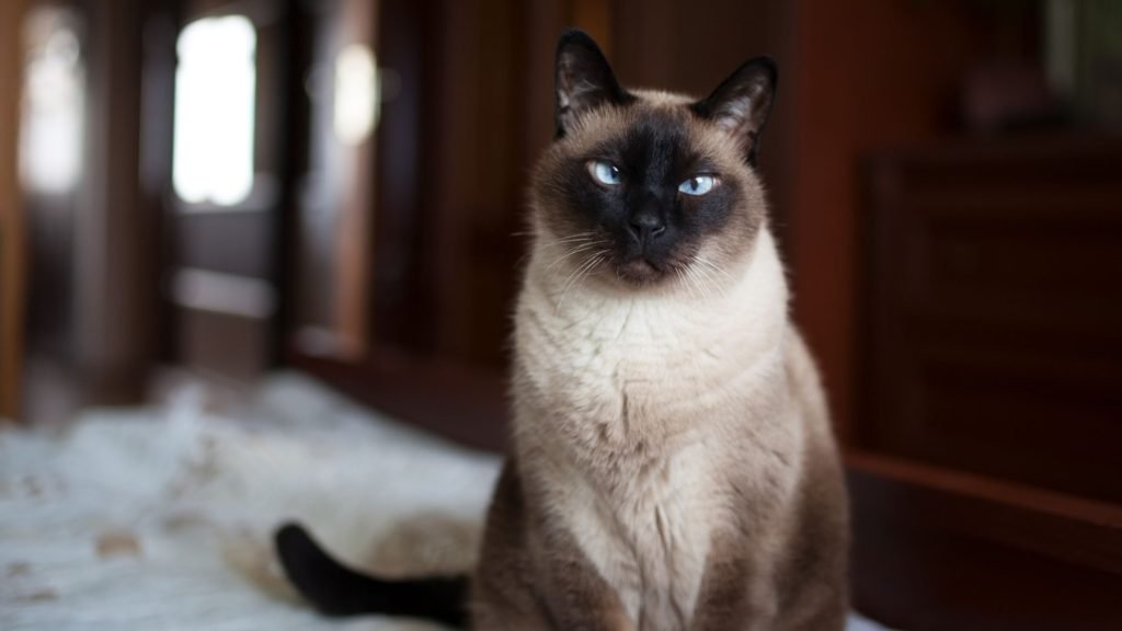 Healthiest Cat Breeds Siamese