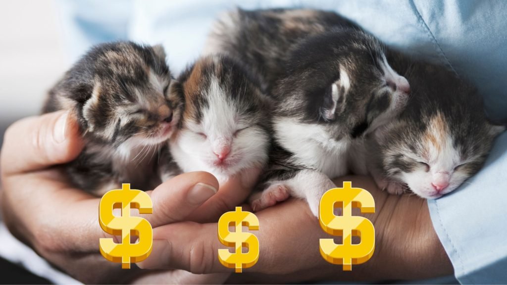 How to Buy a Cat from a Breeder a