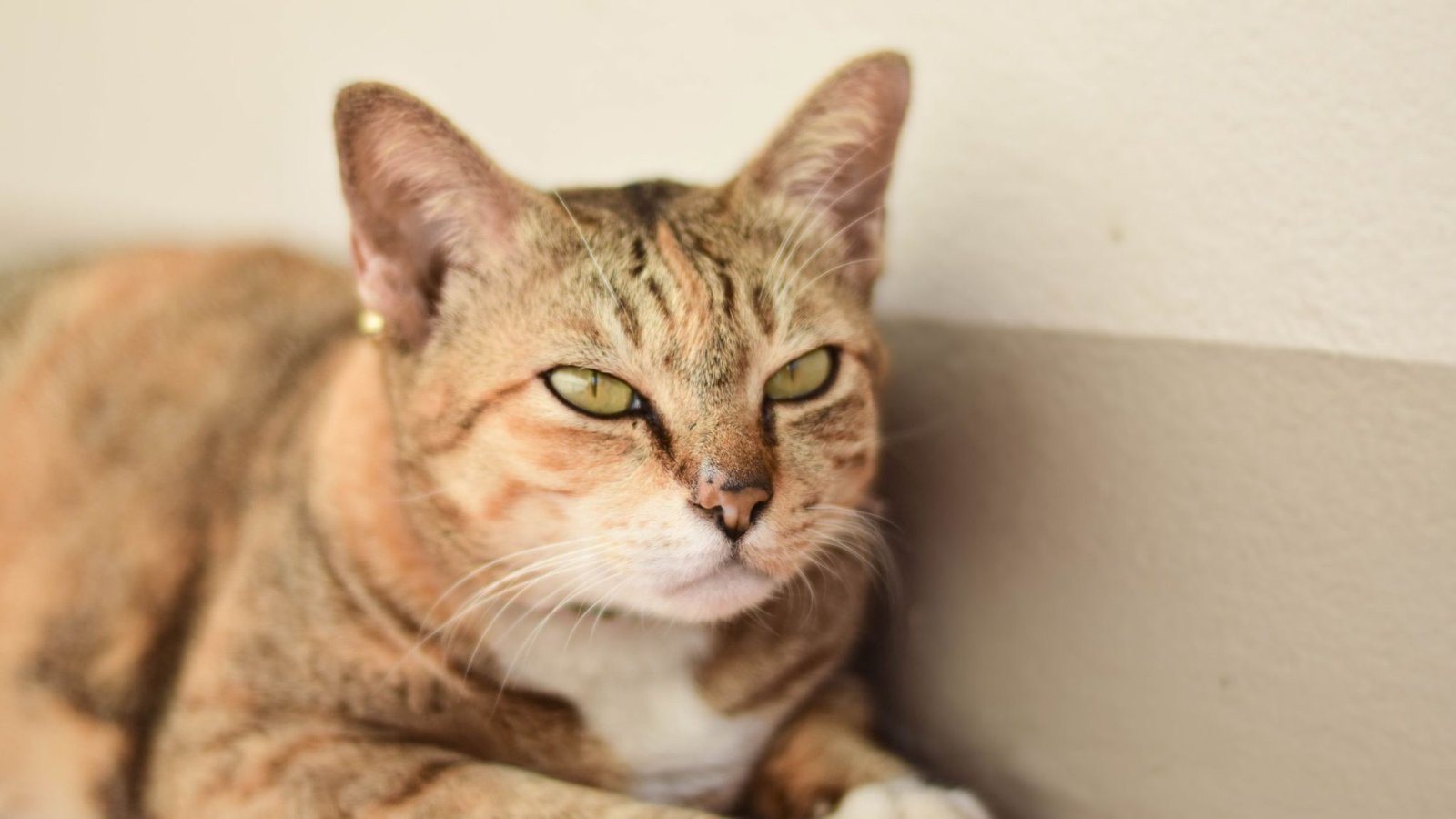 How to Train Your Cat to Come When Called?