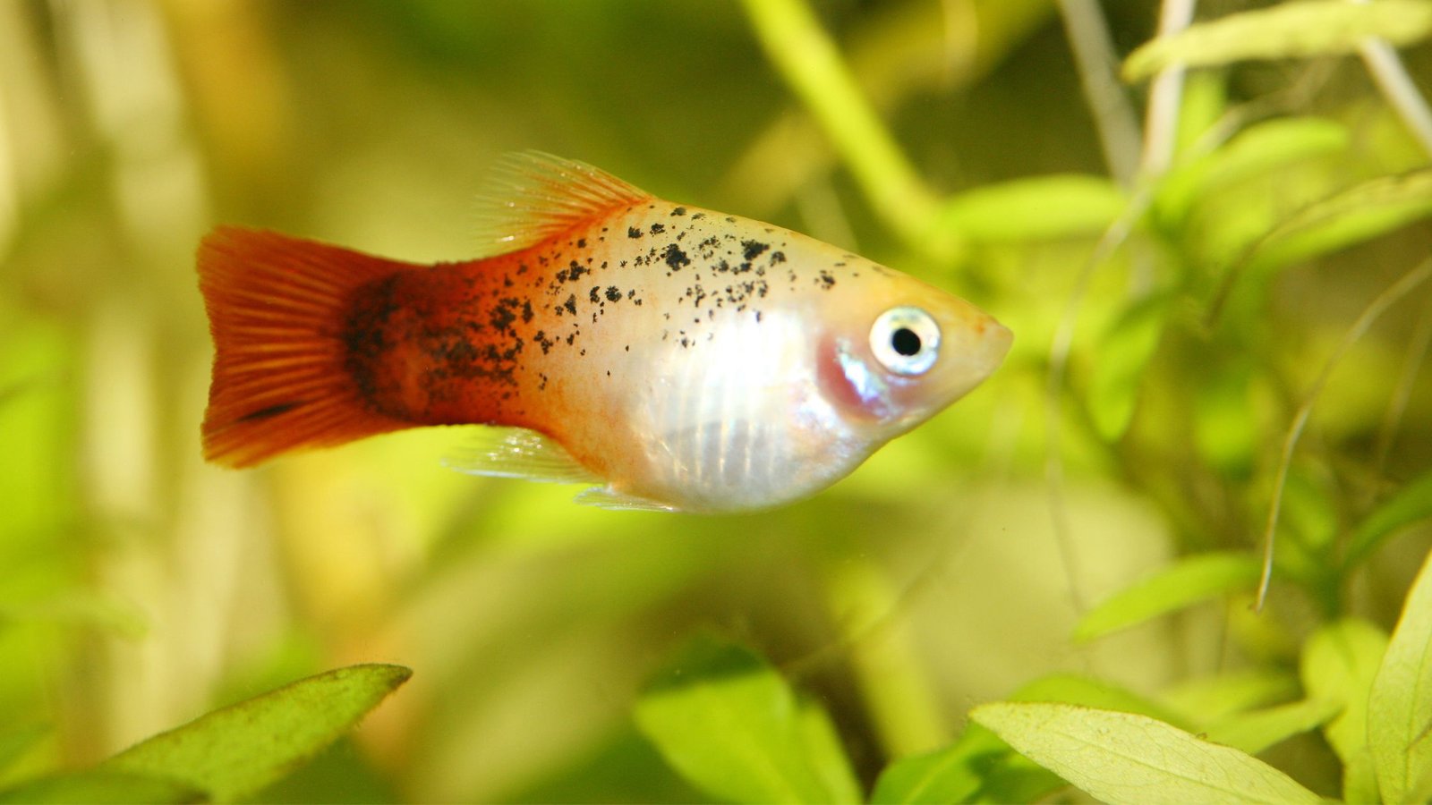 Mickey Mouse platy