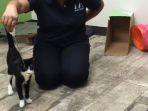 Professional Cat Training