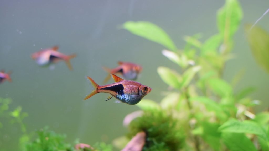 Rasbora Harlequin Fish