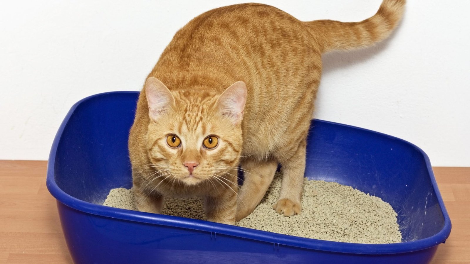 Why Is My Litter Trained Cat Pooping Everywhere?