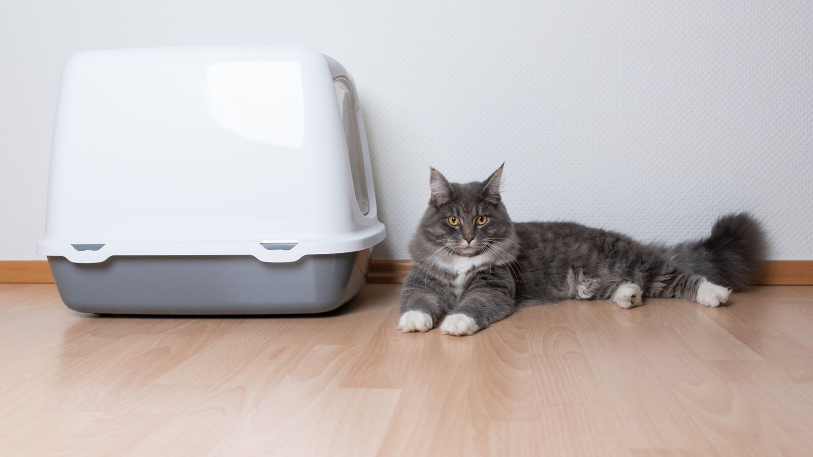 Why Is My Litter Trained Cat Pooping Everywhere?