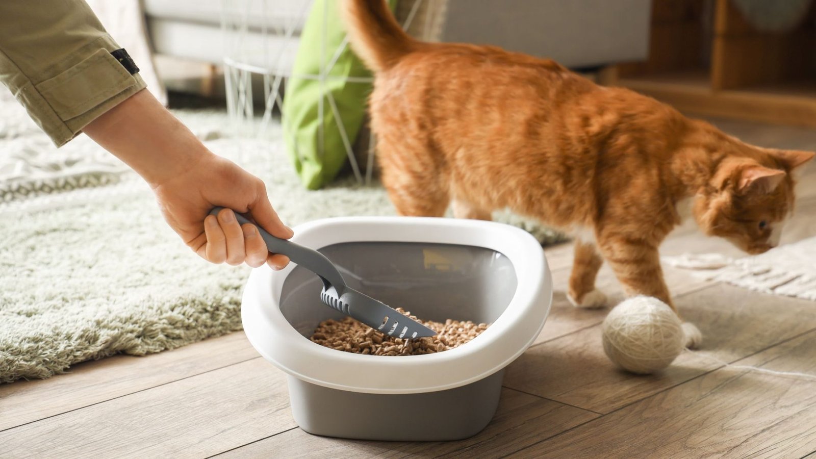 Why Is My Litter Trained Cat Pooping Everywhere?