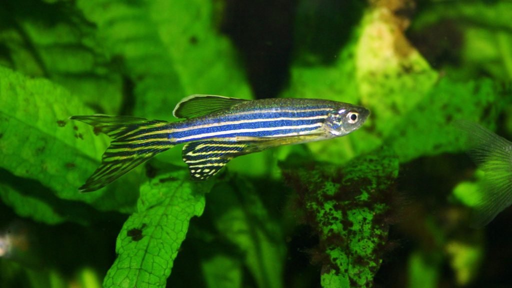 Zebra Danios