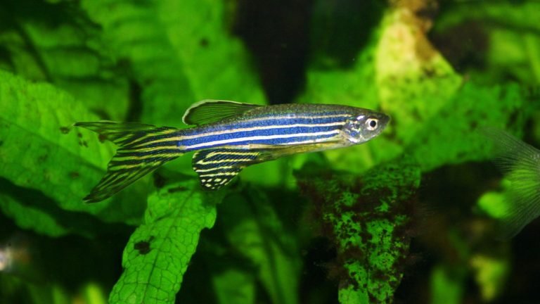 Discover the Best Fish Compatible with Zebra Danios