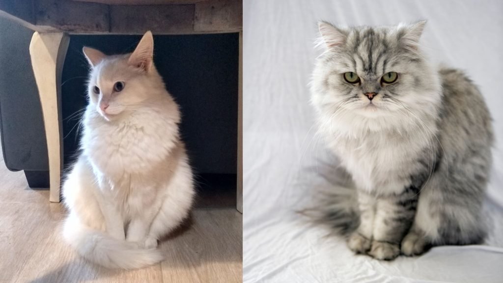 Angora Cat vs Persian Cat