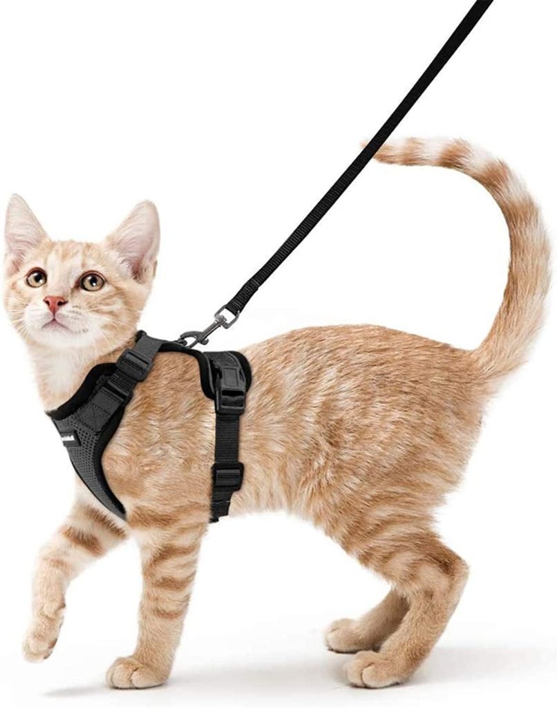 cat leash a