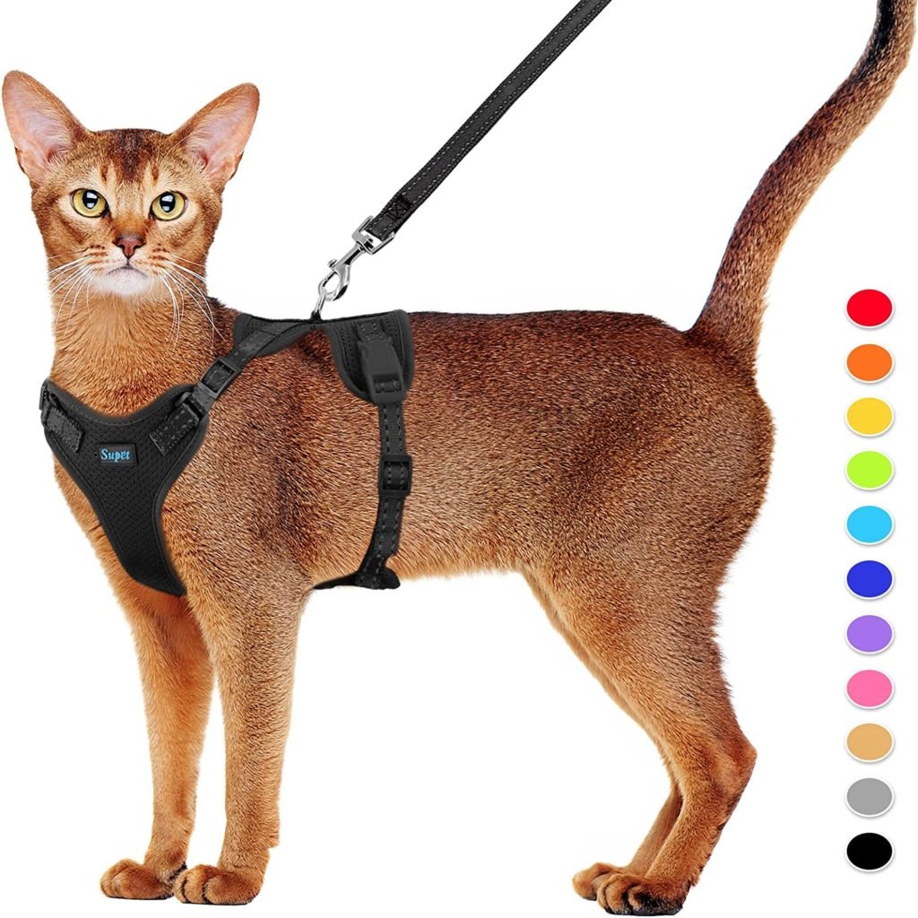 cat leash b