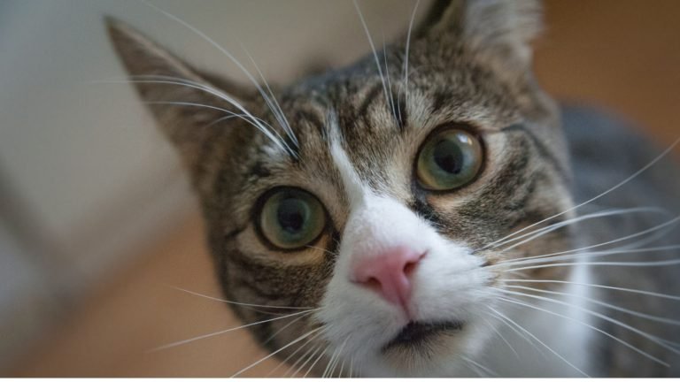 Flehmen Response Cat: The Art of Feline Scent Reading
