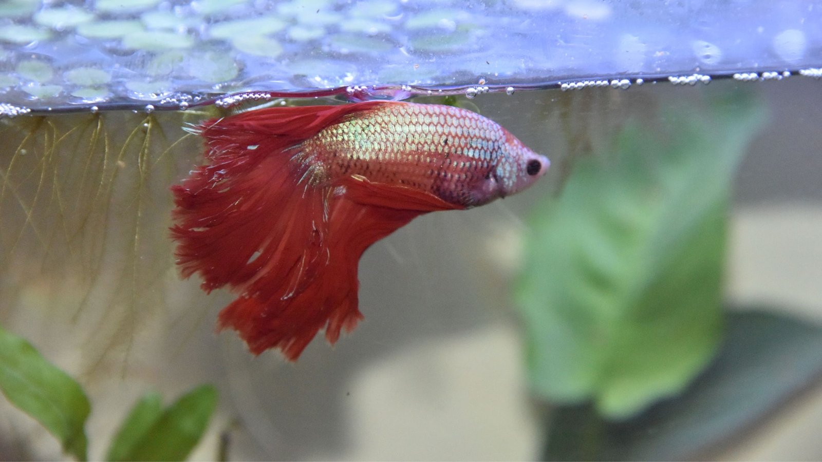 how to clean a betta fish's tank