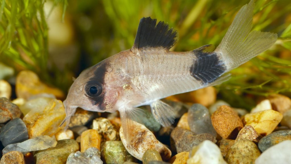 panda corydoras