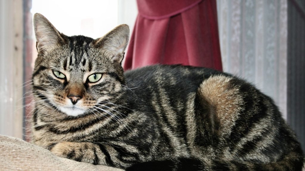 shorthair cat