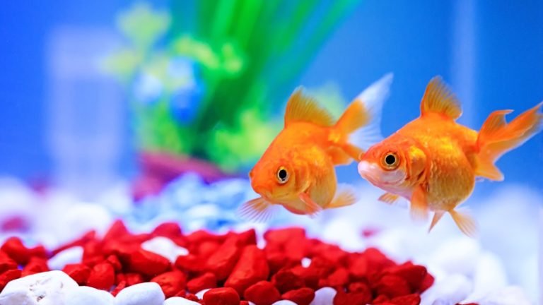 The Amazing World of the Smallest Type of Goldfish