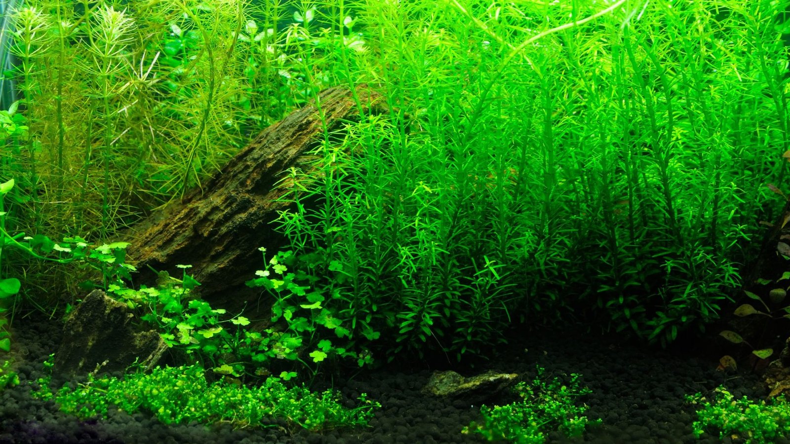 The Real Deal on Real Plants: Can I Put Them in My Fish Tank?