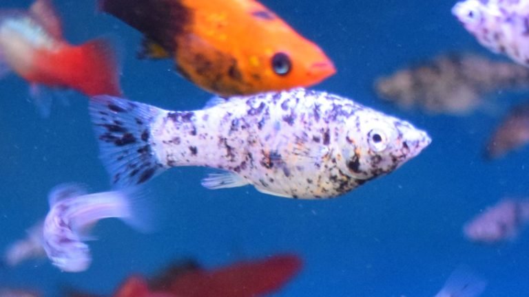 Dalmatian Molly Behavior: What You Need to Know