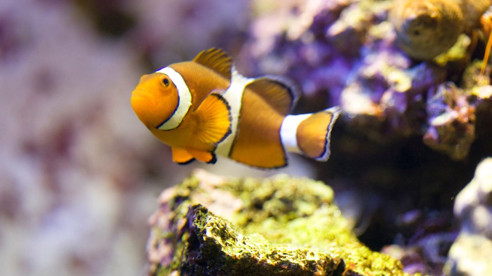 Do ClownFish Eat Their Own Eggs?