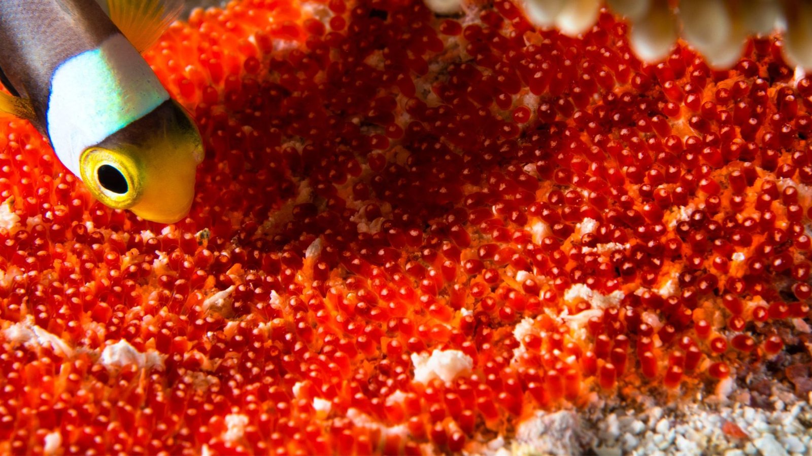 Do ClownFish Eat Their Own Eggs?