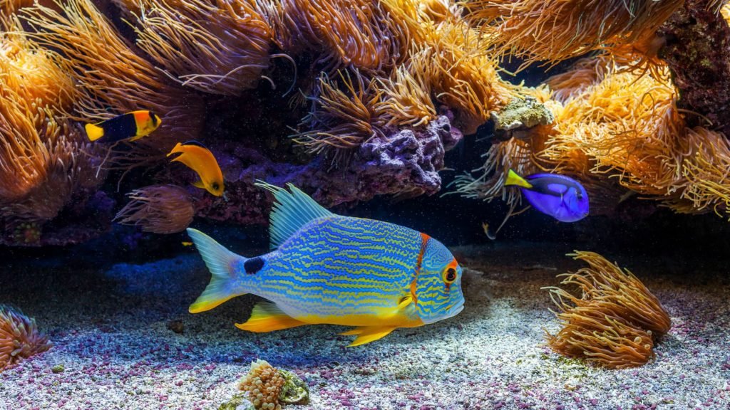 Exotic Fish to Have as Pets