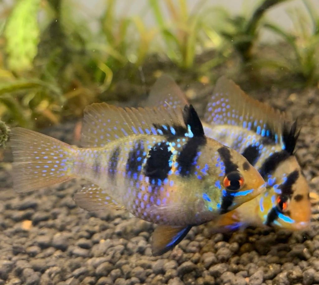 German Blue Rams