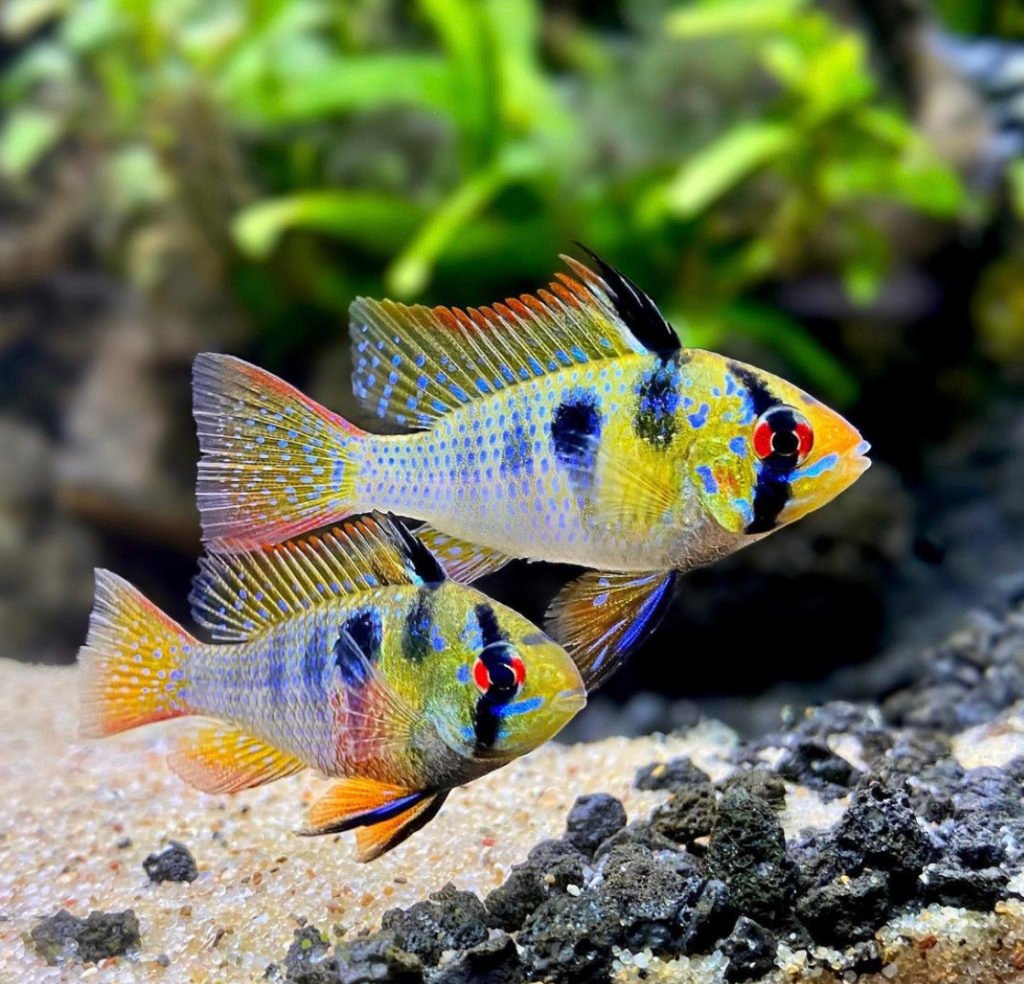 German Blue Rams