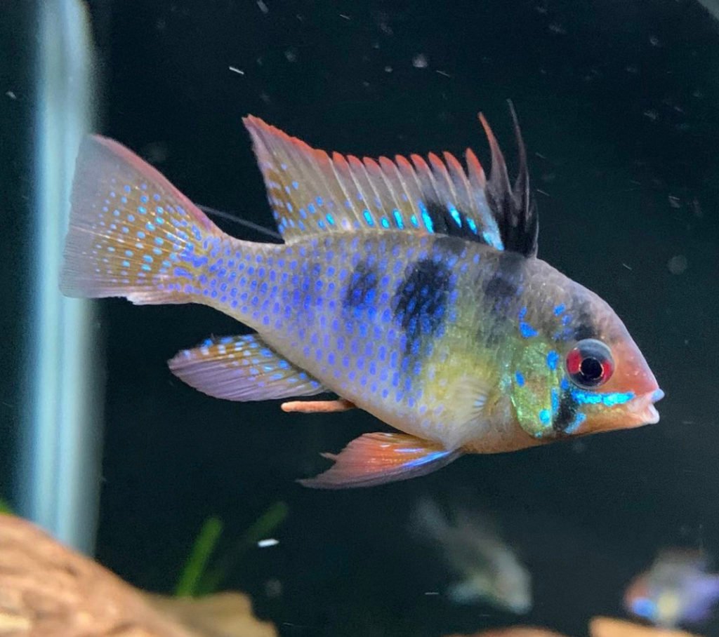 German Blue Rams