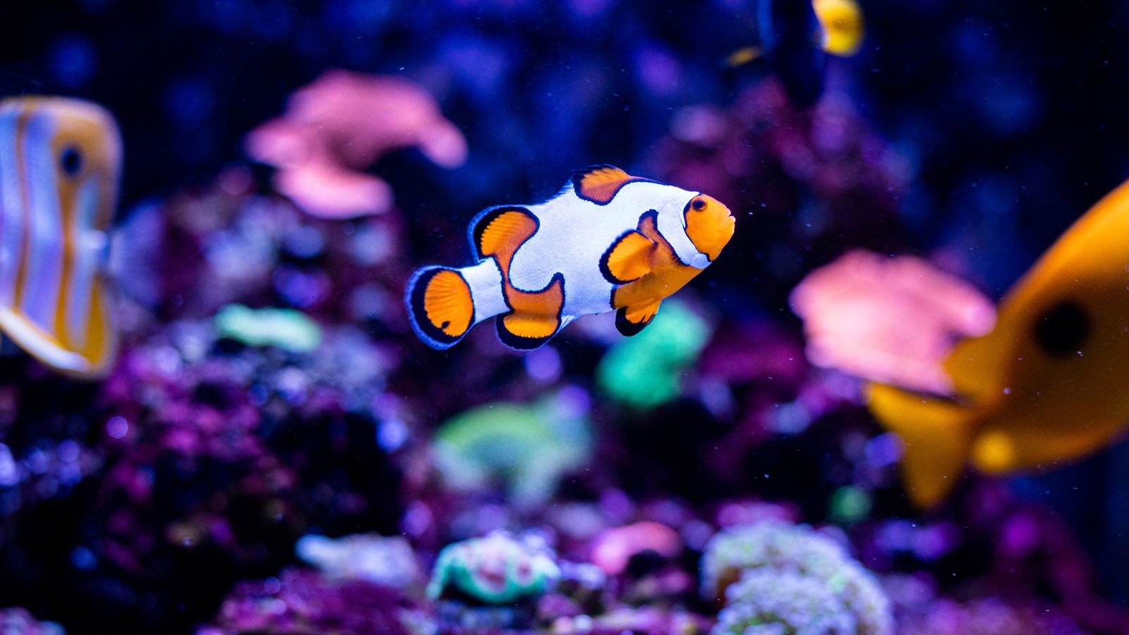 How to Make a Fish Tank Look Natural Your Ultimate Guide