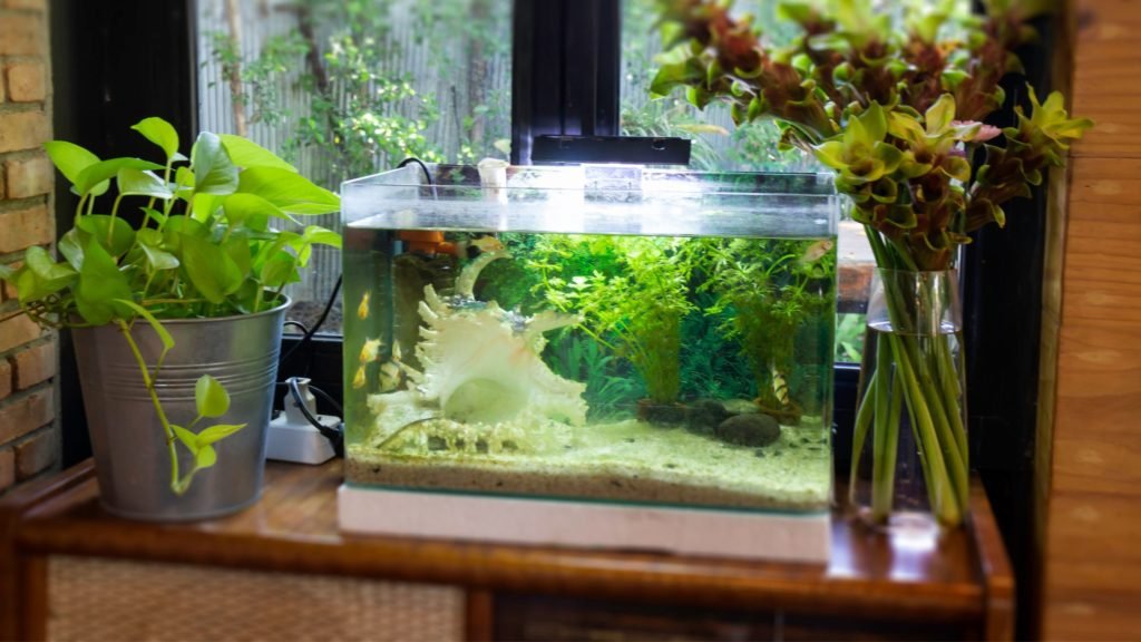 Master the Art of Adding a New Fish to a Tank with These Tips