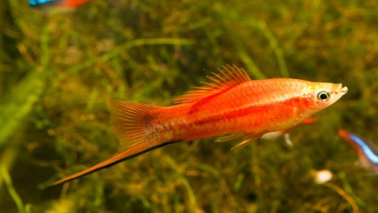 Is Swordtail Fish Aggressive? Everything You Need to Know