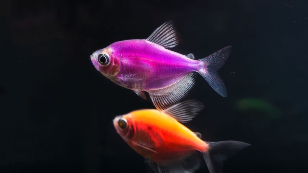 Do glowlight tetras glow in the dark