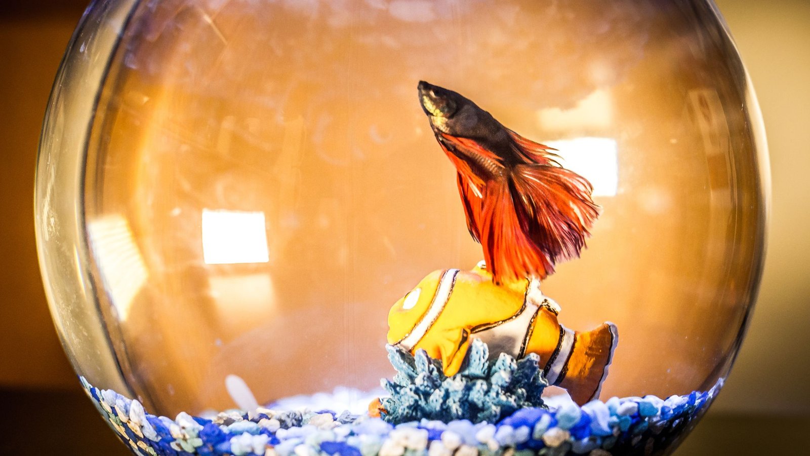 The Best Way to Clean a Betta Fish Tank