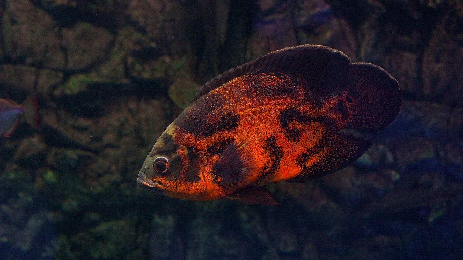 What Is the Most Aggressive Aquarium Fish
