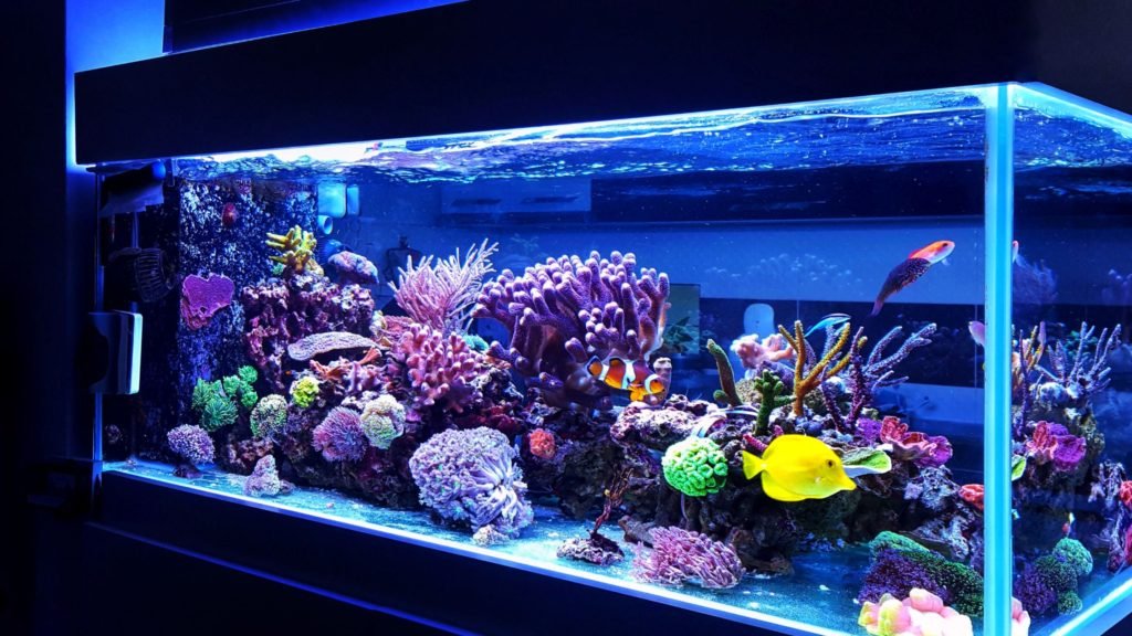 fish tank tips