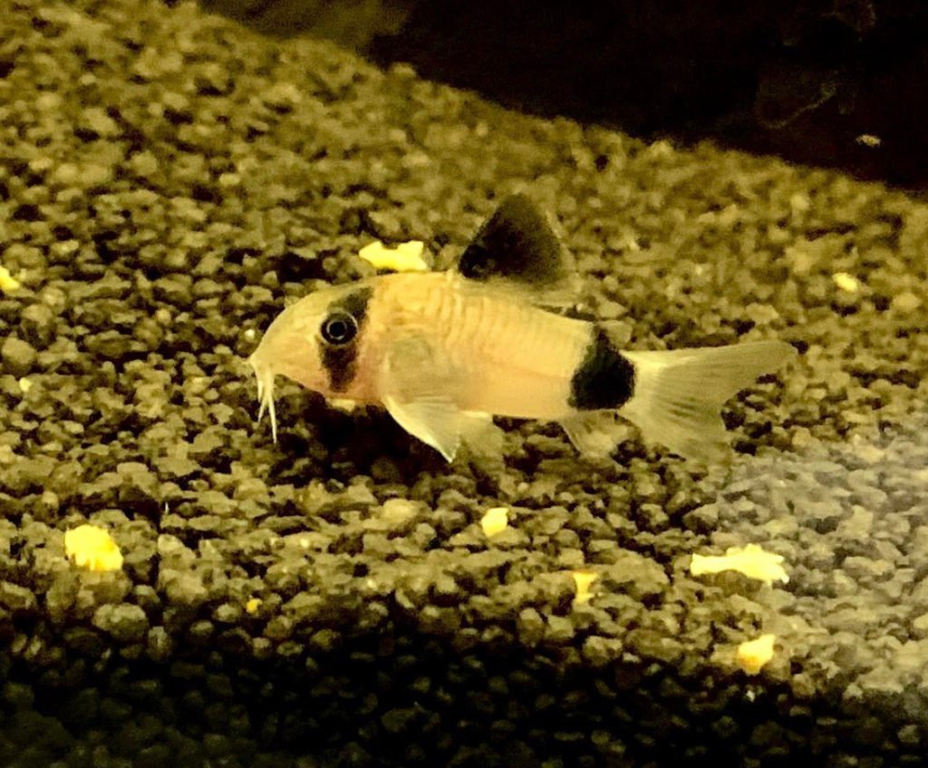 panda corydoras fish a