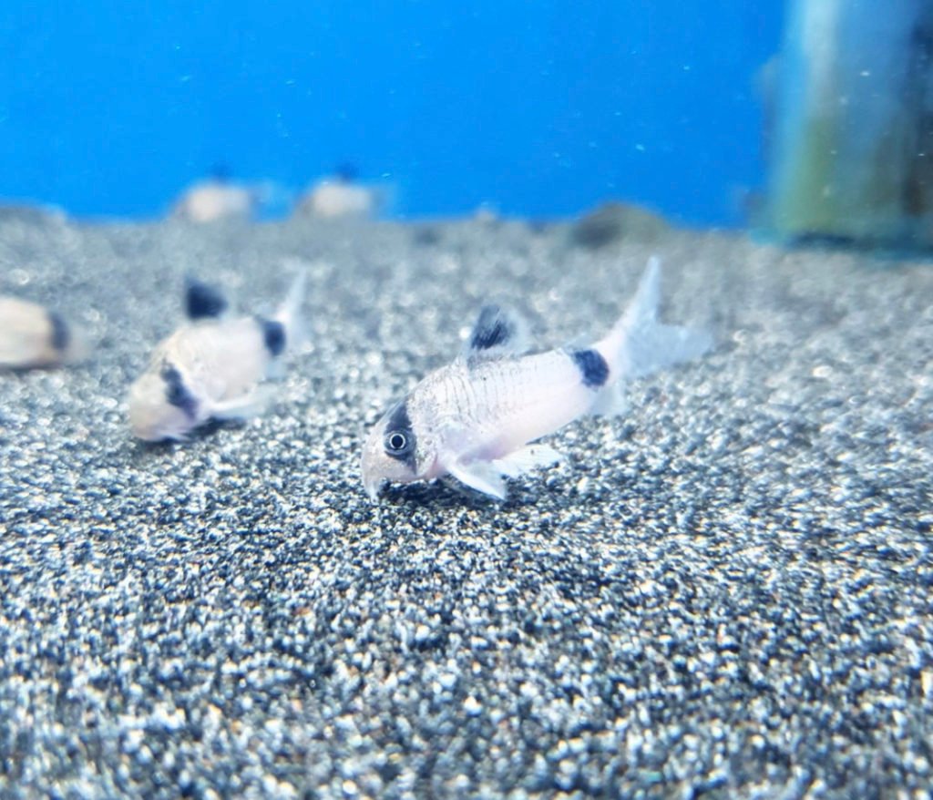 panda corydoras fish m