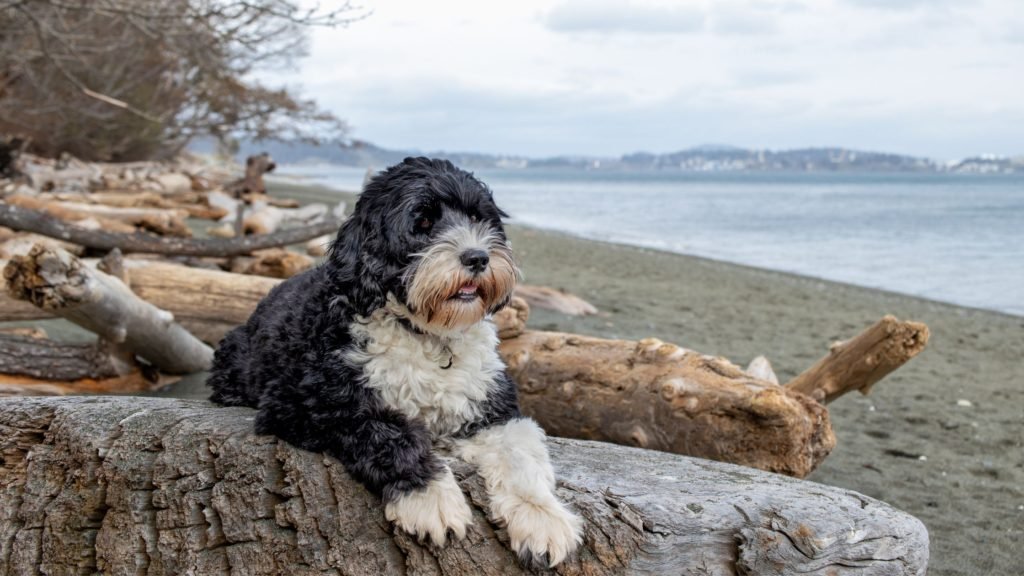 A Portuguese Water Dog