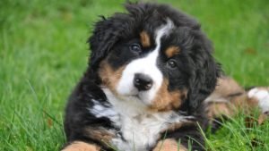 All About the Bernese Husky Mix