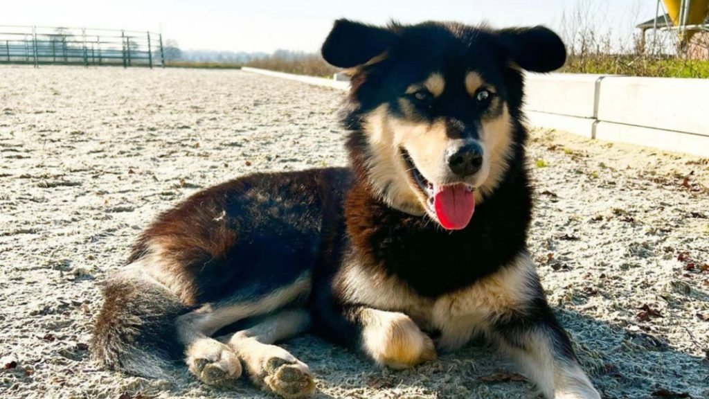 All About the Bernese Husky Mix