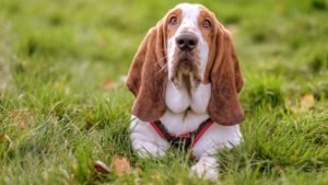 Are Basset Hounds Hyper Debating the Energy Levels of This Popular Breed